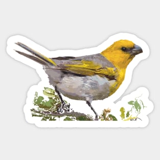 Palila, Hawaiian honeycreeper Sticker